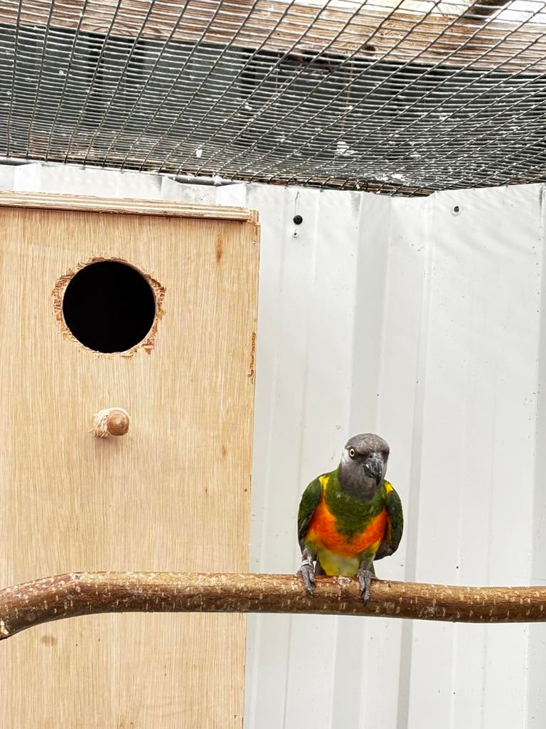 Mooi koppel Bonte Boeren, Meerdere dieren