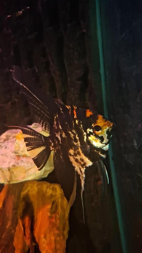 Maanvis, Dieren en Toebehoren, Vissen | Aquariumvissen, Zoetwatervis, Vis, Schoolvis