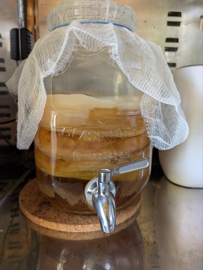 Kombucha zwam, Diversen, Ophalen