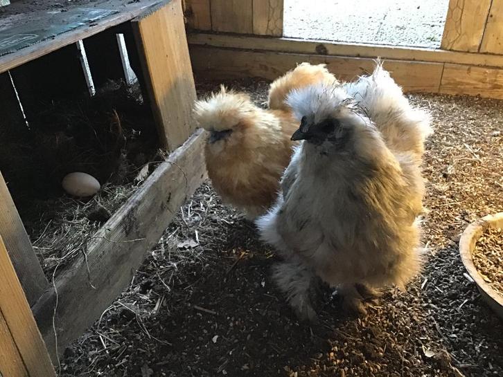 USA. Zijdehoen kippen. 3  stuks  en haantje, Dieren en Toebehoren, Pluimvee, Kip, Meerdere dieren