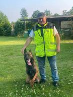 mechelse herder reu top bloedlijn sta ter dekking, Parvo, Meerdere, Meerdere dieren, 3 tot 5 jaar