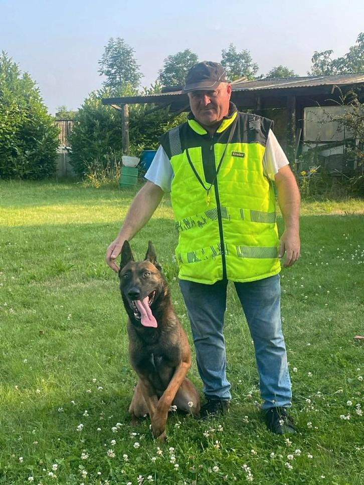 mechelse herder reu top bloedlijn sta ter dekking, Dieren en Toebehoren, Honden | Herdershonden en Veedrijvers, Meerdere dieren