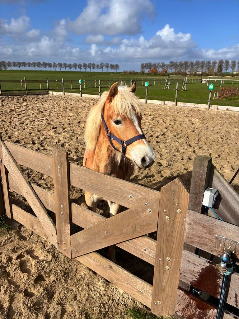Pony/paarden verzorger gezocht