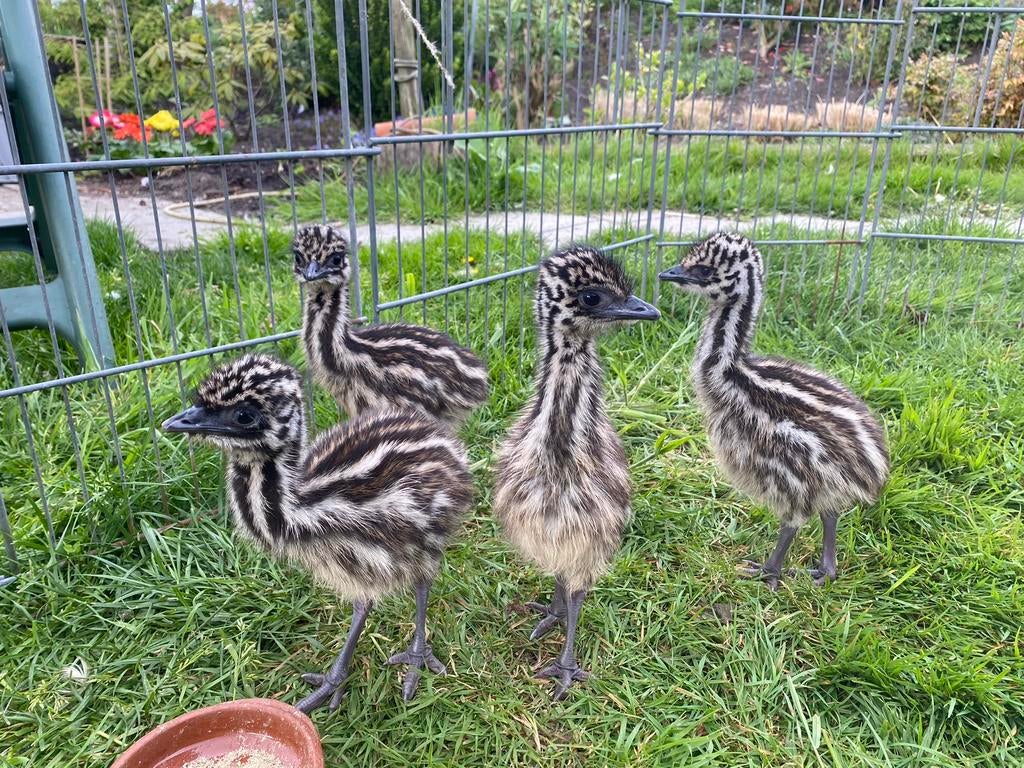 Emoe kuikens, Geslacht onbekend, Kip
