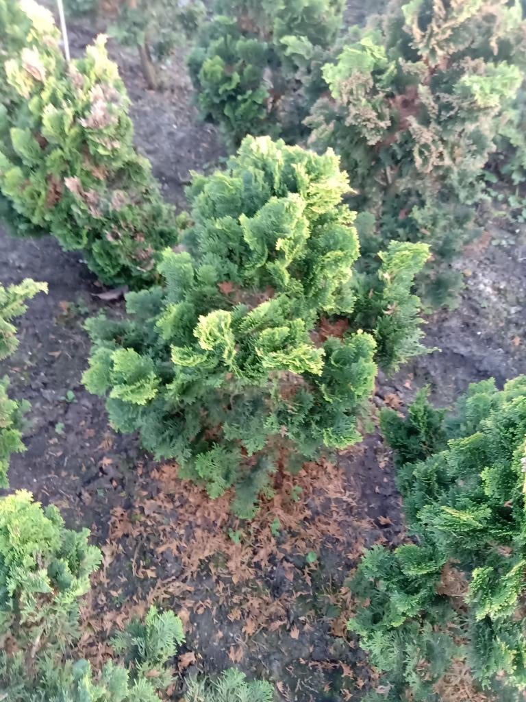 Hinoki cypres, Tuin en Terras, Planten | Bomen, Ophalen, Volle zon, Overige soorten, Minder dan 100 cm