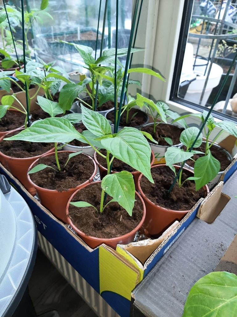 Biologisch geteelde tomatenplantjes en Paprika plantjes, Ophalen, Eenjarig, Groenteplanten, Volle zon
