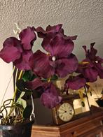 Vanda orchidee van zijde gemaakt in hang potje kleur donker, Ophalen of Verzenden