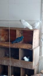 sierduiven, Dieren en Toebehoren, Meerdere dieren, Tuimelaar of Roller