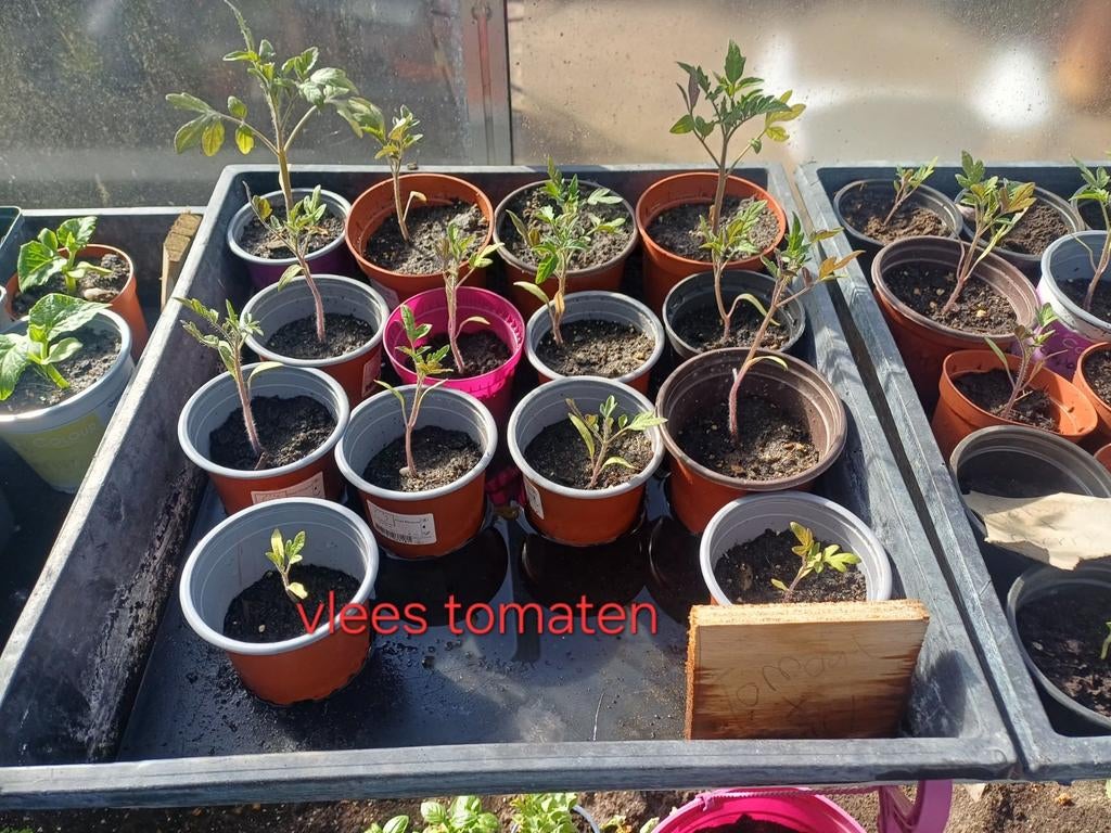 Diverse Groenteplantjes/eetbare, Tuin en Terras, Ophalen of Verzenden, Eenjarig, Groenteplanten, Volle zon