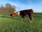 zoogstel Hereford koe en vaarskalf, Vrouwelijk, 3 tot 6 jaar