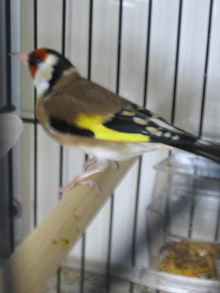 t.k. zeer mooie parva putter man geringd 2025, Dieren en Toebehoren, Vogels | Overige Vogels, Mannelijk, Wildzangvogel, Geringd