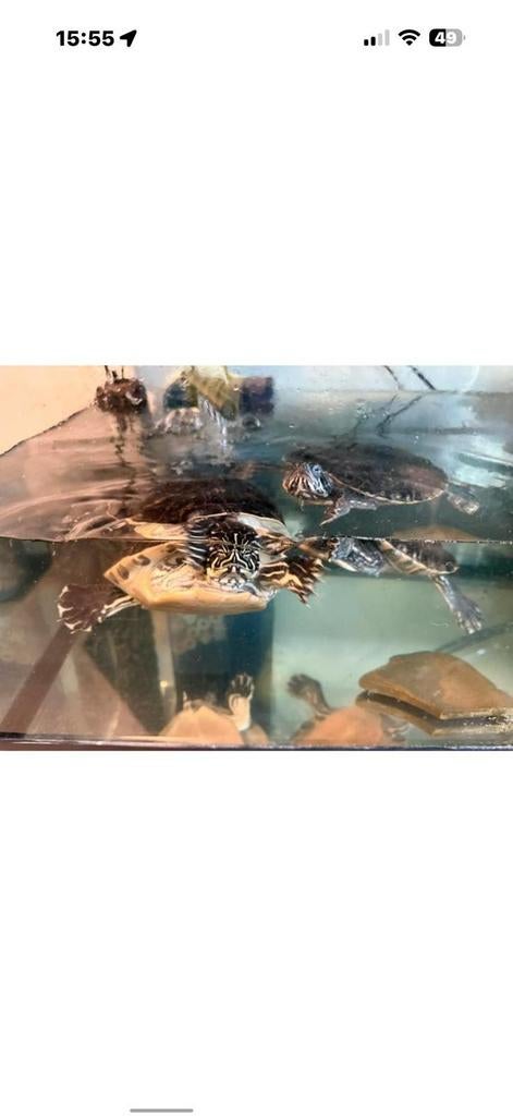 Aquarium, Dieren en Toebehoren, Vissen | Aquaria en Toebehoren, Ophalen, Gebruikt