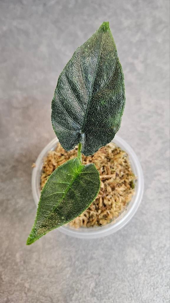 Alocasia Antoro Velvet Variegata, Huis en Inrichting, Kamerplanten, Ophalen of Verzenden, Halfschaduw, Minder dan 100 cm