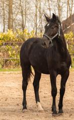Te koop Groninger paarden (enters en ouder), Dieren en Toebehoren, Paarden, Merrie, Met stamboom, 0 tot 2 jaar, Onbeleerd