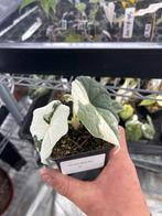Alocasia Melo albo variegata, Overige soorten, In pot, Minder dan 100 cm, Bloeiende kamerplant