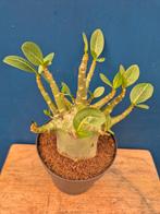 Adenium Baobab p12 (4)