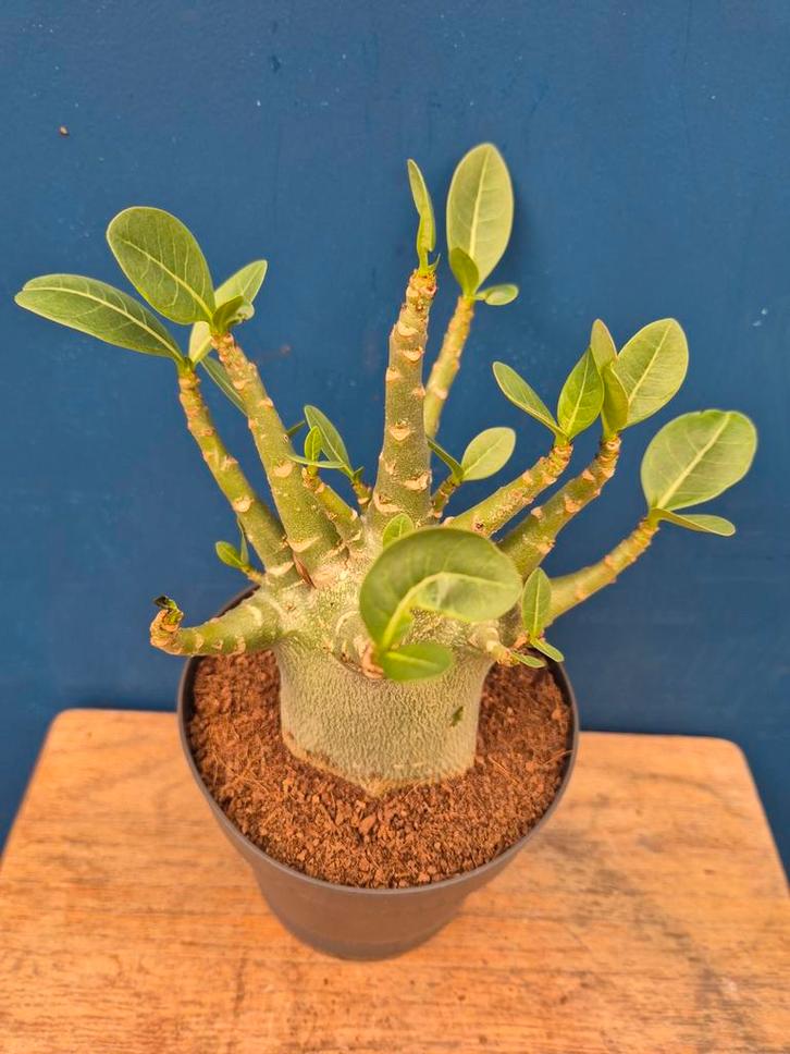 Adenium Baobab p12 (4), Huis en Inrichting, Kamerplanten, Minder dan 100 cm, Halfschaduw, Ophalen of Verzenden