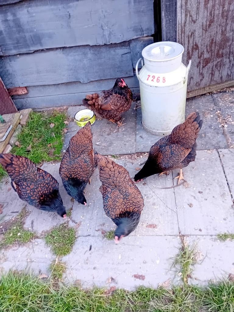 Broedeieren te koop van de Barneveldse kippen dubbel gezoomd, Dieren en Toebehoren, Pluimvee, Geslacht onbekend, Kip