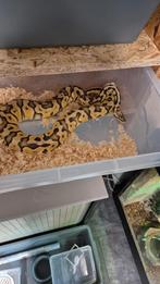 Super pastel vrouw het clown, Dieren en Toebehoren, Reptielen en Amfibieën, Slang