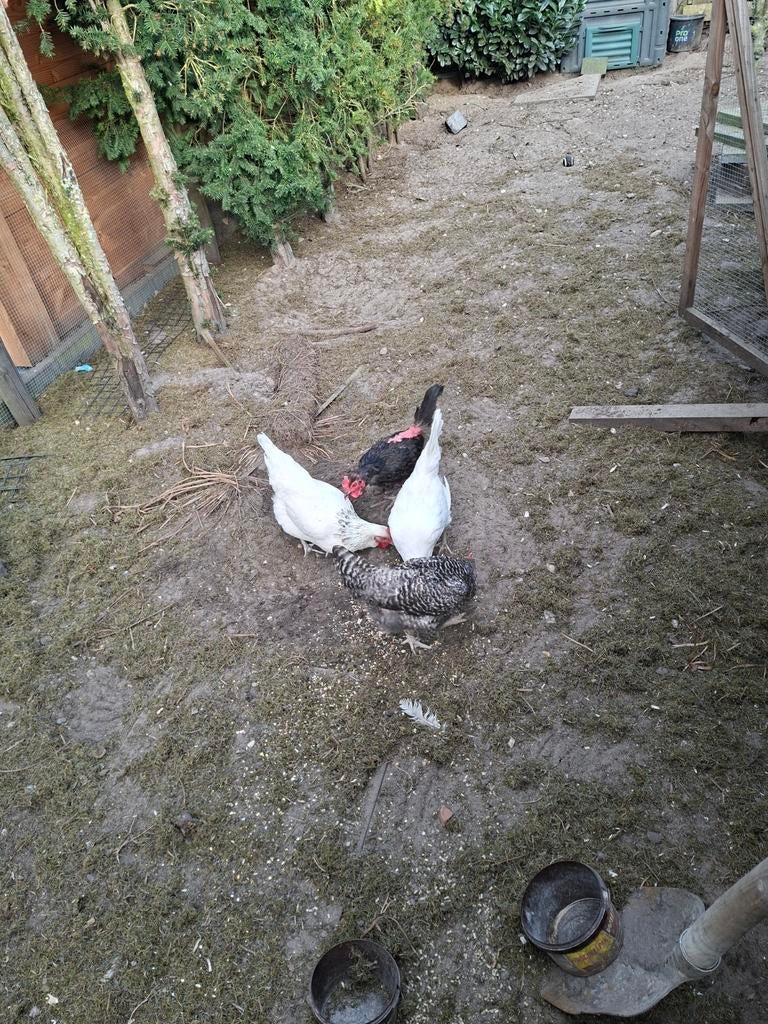 4 kippen, Vrouwelijk, Kip