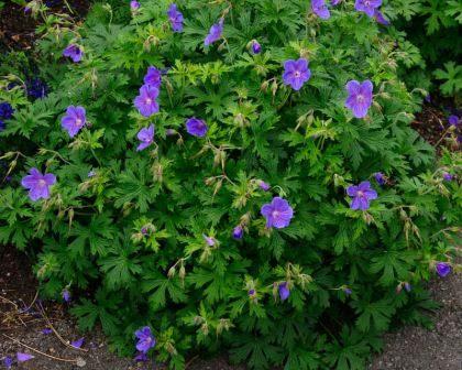 Tuingeranium of ooievaarsbek. Vaste plant  in P9 pot  € 1,00, Tuin en Terras, Planten | Tuinplanten, Vaste plant, Halfschaduw