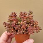 Sedum Stahlii, Verzenden, Vetplant, Halfschaduw, Minder dan 100 cm