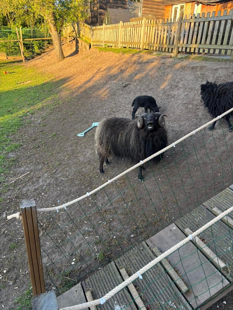 ouessant ram schaap, Mannelijk, Schaap