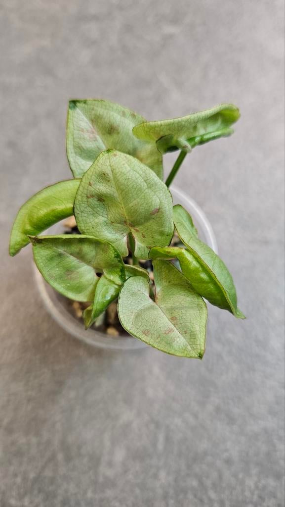 Syngonium Milk Confetti, Ophalen of Verzenden, Halfschaduw, Minder dan 100 cm