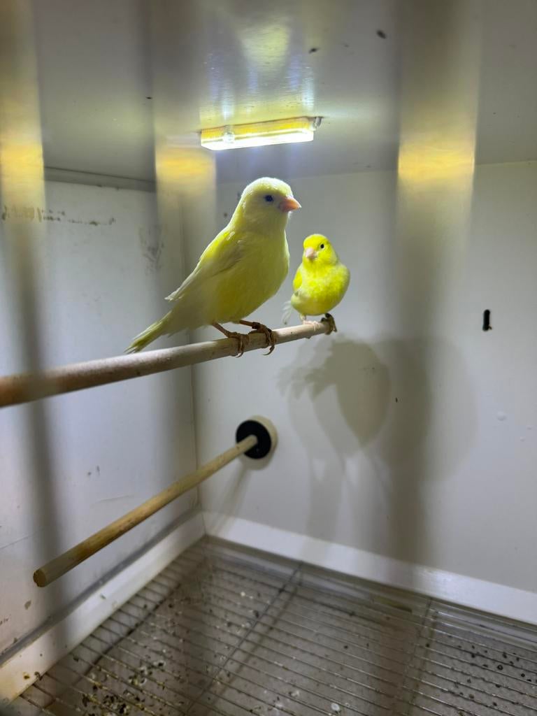Waterslager kanarie, Dieren en Toebehoren, Meerdere dieren, Kleurkanarie