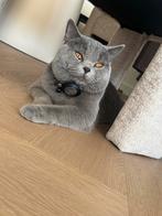 Twee prachtige Britse Korthaar katten met volledige set, Dieren en Toebehoren, Katten en Kittens | Overige Katten, Meerdere dieren