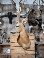 Afwijkend gewei opgezet ree shoulder borst preparaat hert, Eén persoon