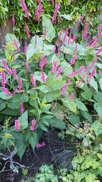 Gratis planten, Ophalen of Verzenden, Overige soorten, Volle zon