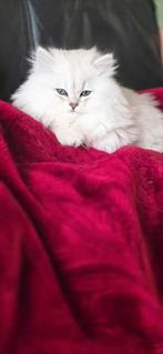 British langhaar, Dieren en Toebehoren, Katten en Kittens | Raskatten | Langhaar, Meerdere dieren, Ontwormd, 0 tot 2 jaar