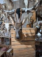 opgezet ree shoulder borst preparaat hert taxidermy, Ophalen of Verzenden, Nieuw, Opgezet dier