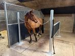 Aangeboden! Paarden en pony pensionstalling in Geffen, Weidegang