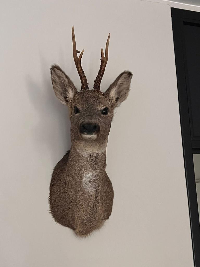Prachtig Hertenkopje - Taxidermie, Ophalen, Gebruikt, Landelijk, Natuurlijk materiaal