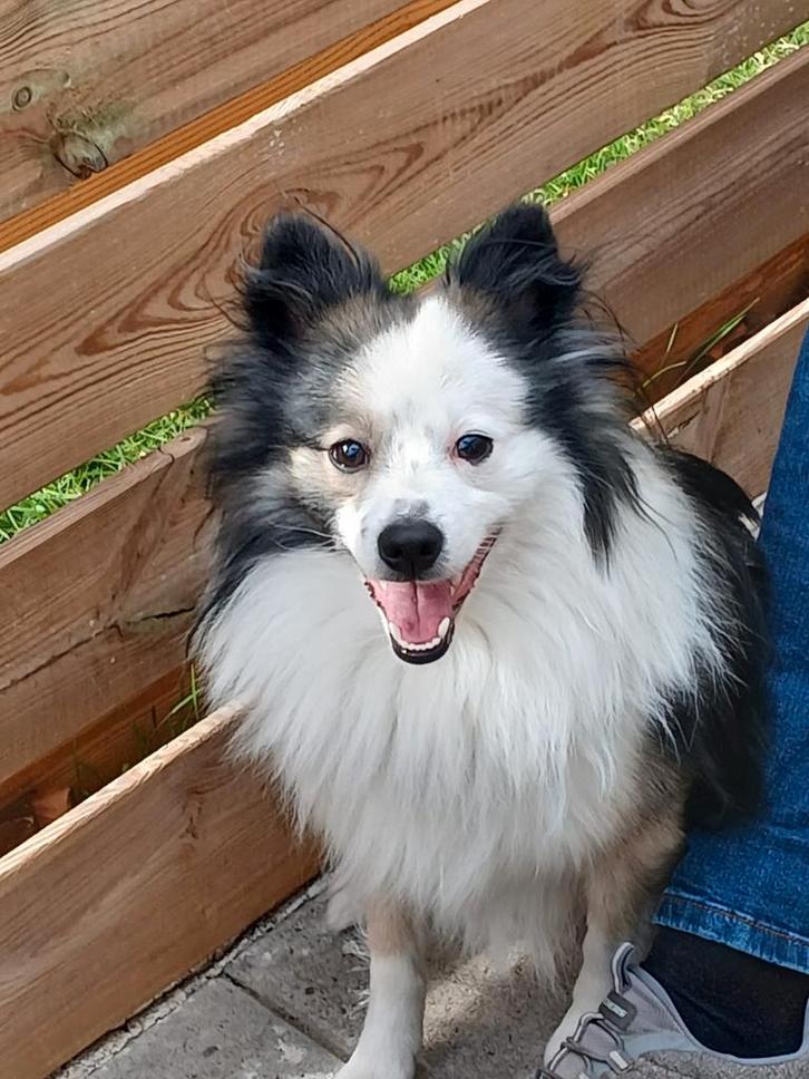 Ter dekking aangeboden., Dieren en Toebehoren, Honden | Dekreuen, Reu, Particulier, Eén hond, Nederland, 3 tot 5 jaar, CDV (hondenziekte)