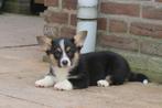 Welsh Corgi Cardigan pup teefje, Dieren en Toebehoren, Honden | Herdershonden en Veedrijvers, Parvo, Nederland, 8 tot 15 weken
