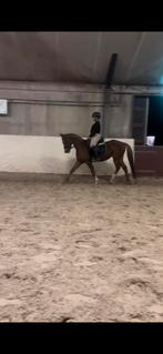 BOMPROOF 4 jarige engelse volbloed E-pony, Dieren en Toebehoren, Ophalen of Verzenden