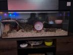 Terrarium voor hamster of gerbil, Dieren en Toebehoren, Zo goed als nieuw, Muis, Hok, 75 tot 110 cm