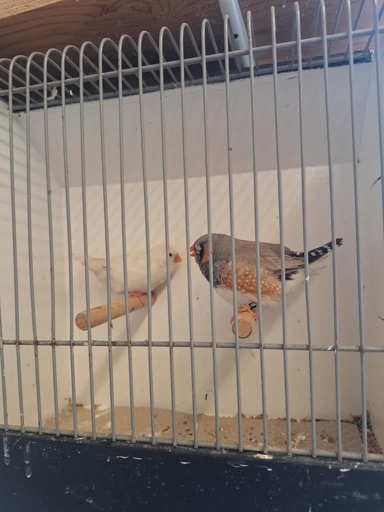 Charcoal zebravink, Meerdere dieren