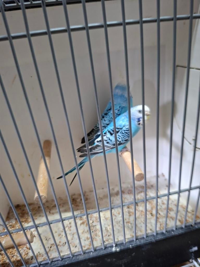 Diverse grasparkieten, Dieren en Toebehoren, Vogels | Parkieten en Papegaaien, Meerdere dieren, Parkiet