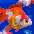 Carrasius auratus, Dieren en Toebehoren, Vissen | Aquariumvissen