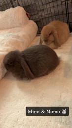 Mini lopjes, Meerdere dieren, Klein, Hangoor, 0 tot 2 jaar