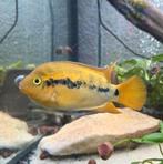 2x regenboog cichlidebewezen koppels tekoop  25,- per koppel, Vis, Zoetwatervis, Schoolvis