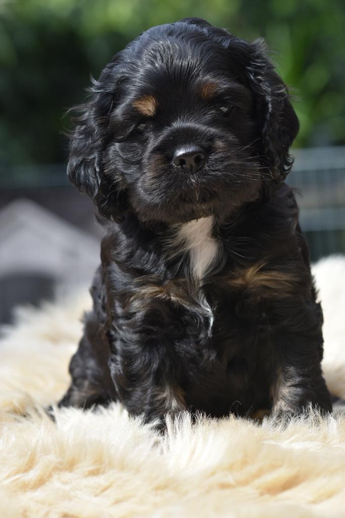 Lieve Amerikaanse Cockerspaniel puppen, Dieren en Toebehoren, Honden | Retrievers, Spaniëls en Waterhonden, Parvo, Reu, 8 tot 15 weken