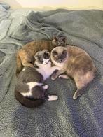 Kattenopvang kattenhotel MAUW  voor (ras)katten