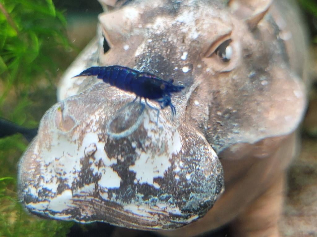 Hobbyaquarium  Blue davidi Sapphire garnalen Zondag 12/17uur, Kreeft, Krab of Garnaal, Zoetwatervis, Schoolvis