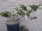 Bonsai: Juniperus, Ophalen, Bloeit niet, Halfschaduw, Overige soorten