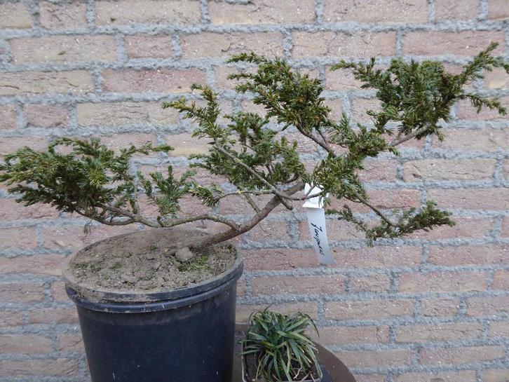 Bonsai: Juniperus, Tuin en Terras, Planten | Bomen, Overige soorten, Minder dan 100 cm, Halfschaduw, Bloeit niet, Ophalen